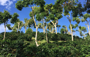 Nicaragua - Finca Idealista Rainforest Microlot